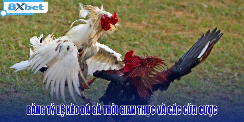bang-ty-le-keo-da-ga-thoi-gian-thuc-va-cac-cua-cuoc