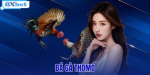 đá gà thomo