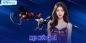 mẹo nuôi gà đá