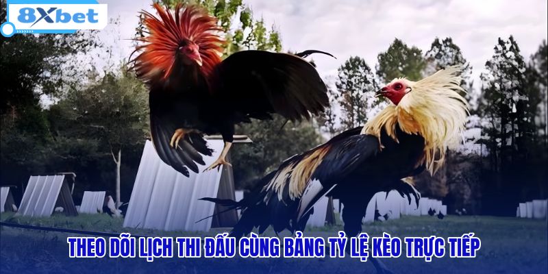 theo-doi-lich-thi-dau-cung-bang-ty-le-keo-truc-tiep