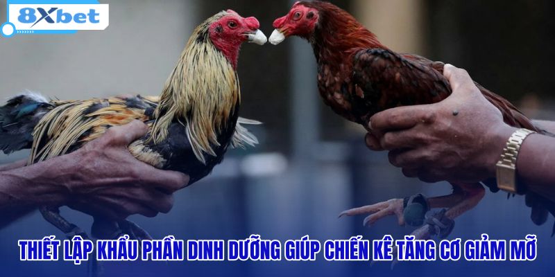 thiet-lap-khau-phan-dinh-duong-giup-chien-ke-tang-co-giam-mo
