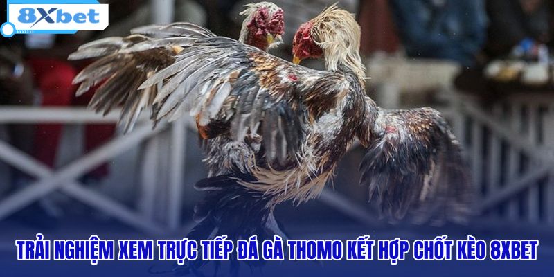 trai-nghiem-xem-truc-tiep-da-ga-thomo-ket-hop-chot-keo-8xbet