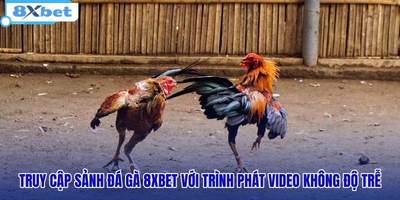 truy-cap-sanh-da-ga-8xbet-voi-trinh-phat-video-khong-do-tre
